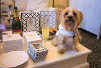Photo of a cute dog next to a display of picture frames, cocktail napkins and a glass of champagne.
